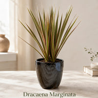 Dracaena Marginata in Special Planter (Indoor Plant)