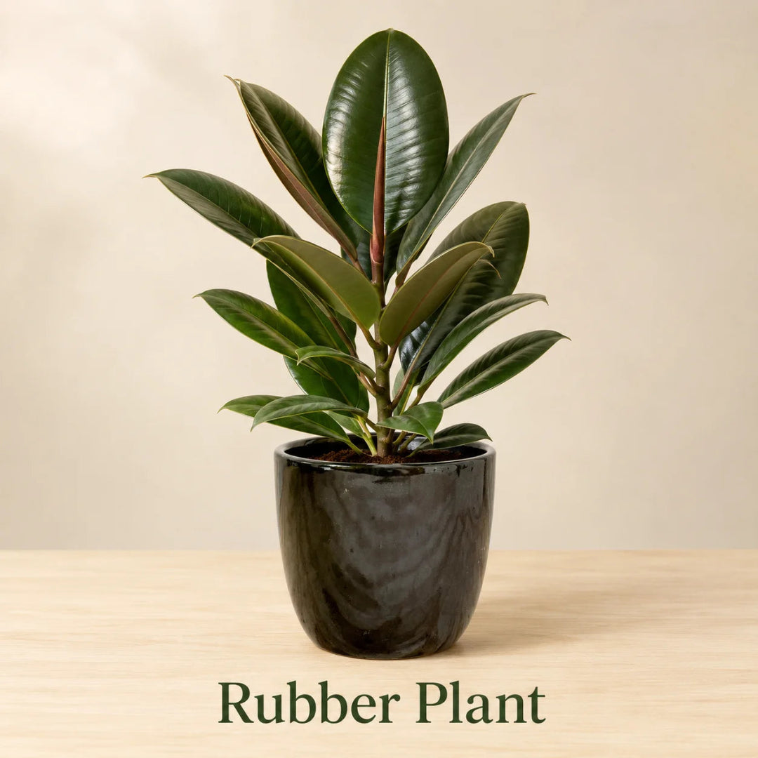 Rubber Plant in Special Planter (Indoor Plant)