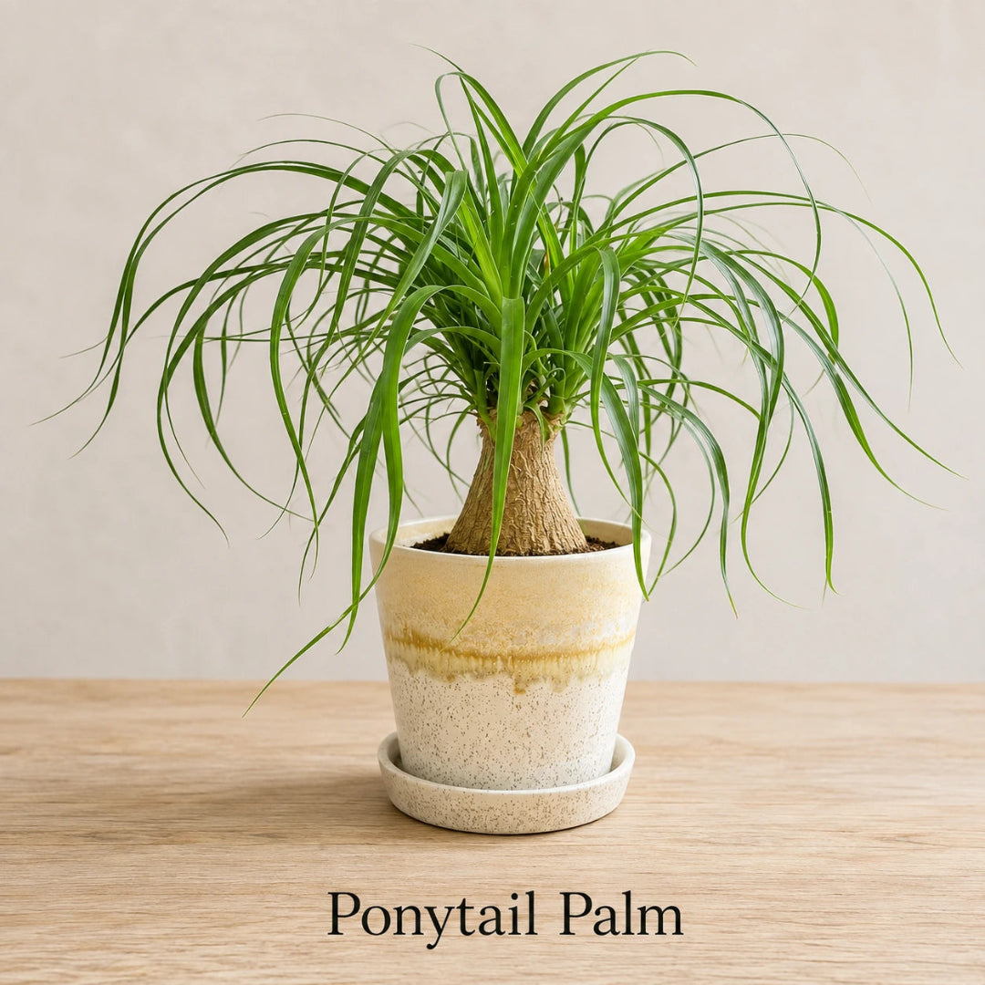 Ponytail Palm in Special Planter (Indoor Plant)