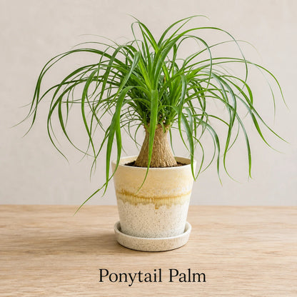 Ponytail Palm in Special Planter (Indoor Plant)