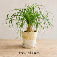 Ponytail Palm in Special Planter (Indoor Plant)