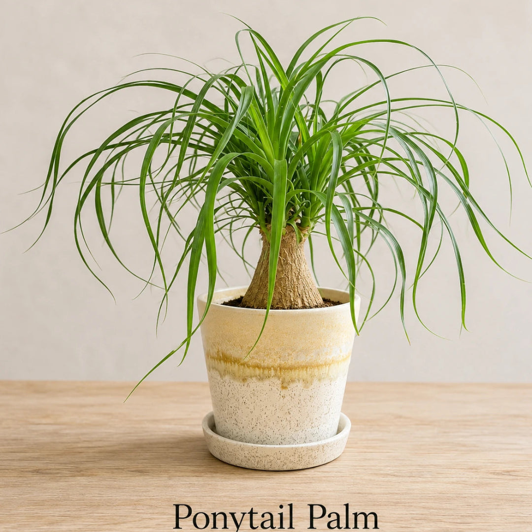 Ponytail Palm in Special Planter (Indoor Plant)