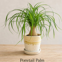 Ponytail Palm in Special Planter (Indoor Plant)