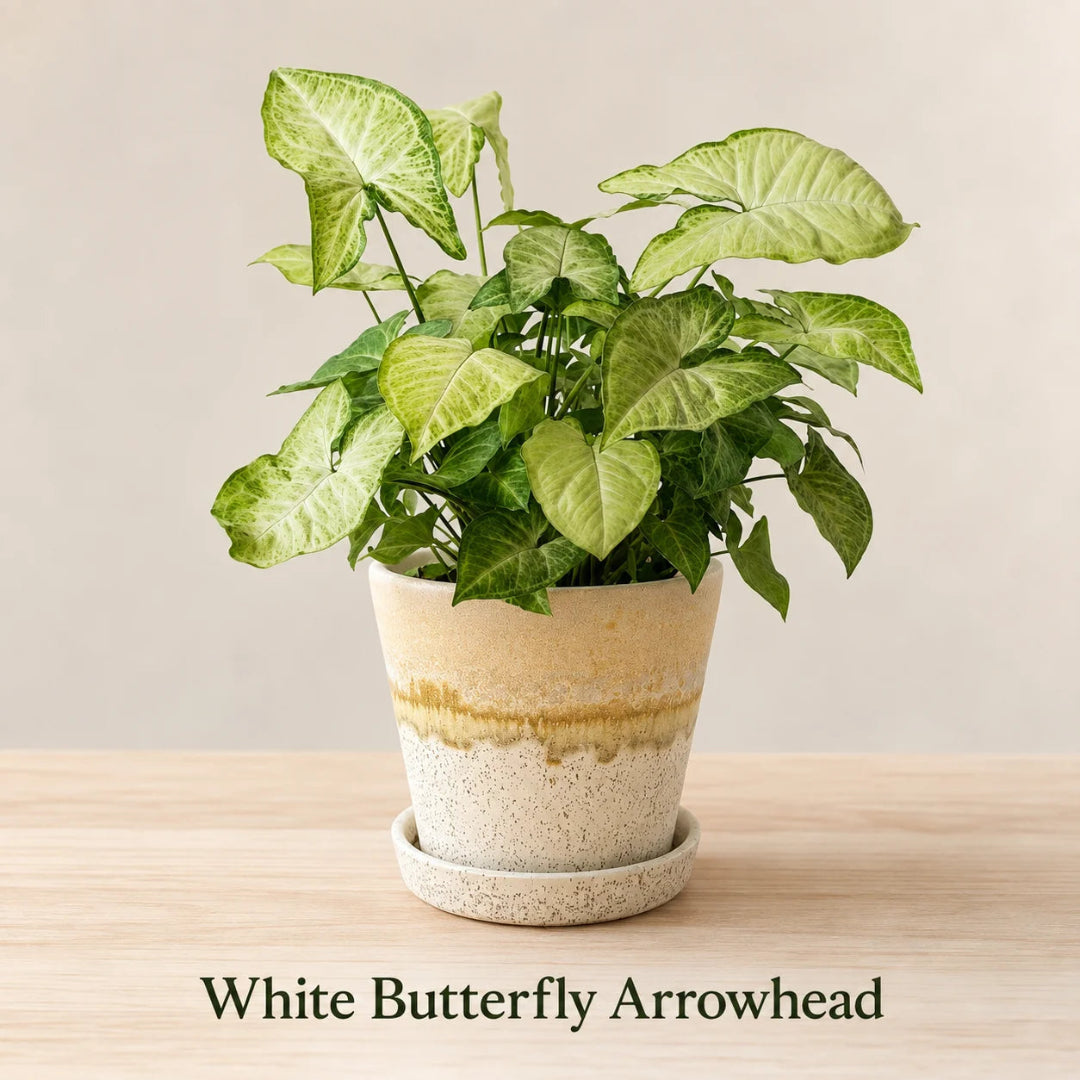 White butterfly arrowhead plant live indoor houseplant
