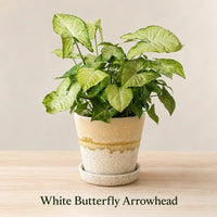 White butterfly arrowhead plant live indoor houseplant