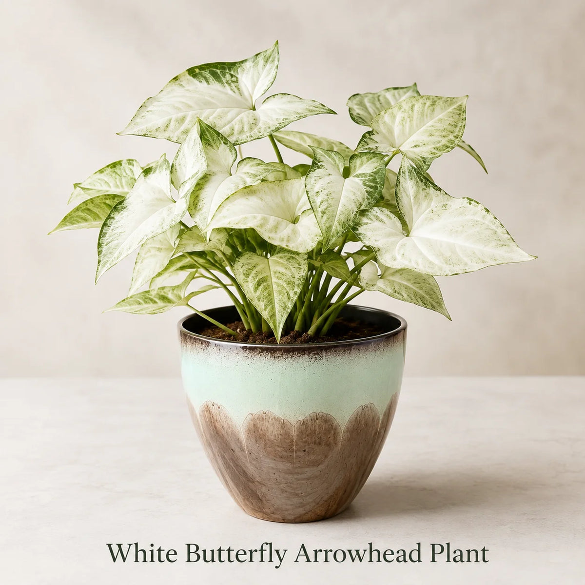 White Butterfly Arrowhead Plant - Live Houseplant in Plastic Pot