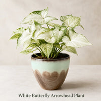 White Butterfly Arrowhead Plant - Live Houseplant in Plastic Pot