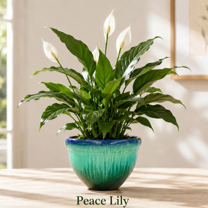 Peace Lily Plant - Live Indoor House Plant in Plastic Pot
