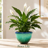 Peace Lily Plant - Live Indoor House Plant in Plastic Pot