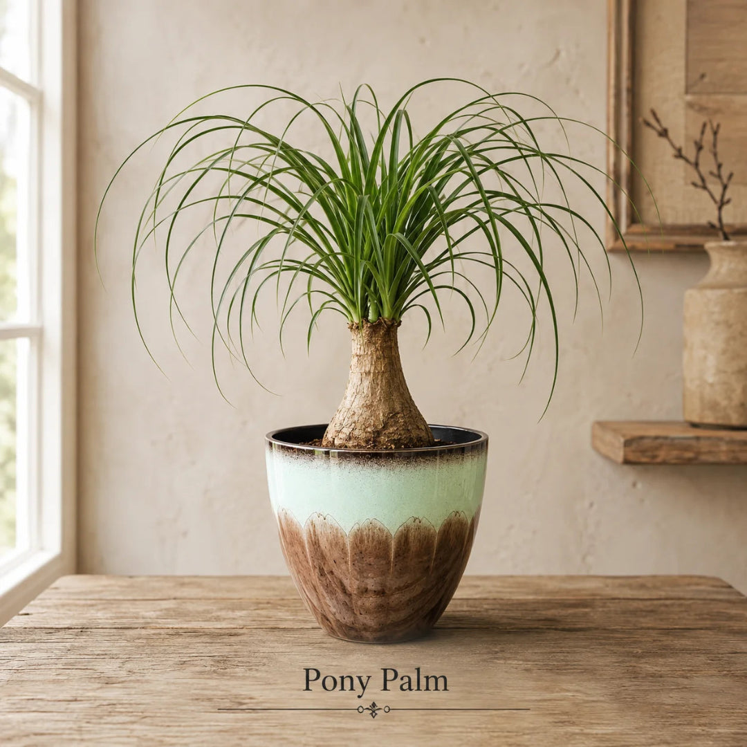 Ponytail Palm Tree - Live Indoor Plant in Plastic Pot