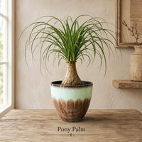 Ponytail Palm Tree - Live Indoor Plant in Plastic Pot