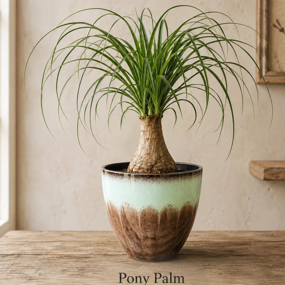 Ponytail Palm Plastic Plant (Indoor Plant)