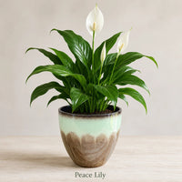 Peace Lily Plant - Live Indoor House Plant in Plastic Pot