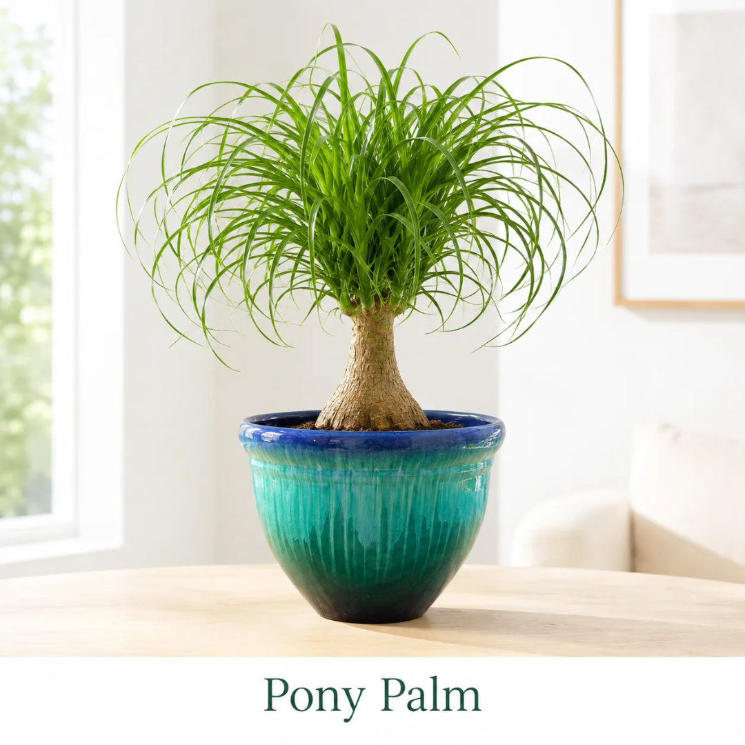 Ponytail Palm Tree - Live Indoor Plant in Plastic Pot