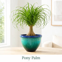 Ponytail Palm Tree - Live Indoor Plant in Plastic Pot
