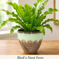 Bird's Nest Fern - Live Indoor Plant in Plastic Pot
