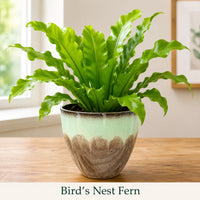 Bird's Nest Fern - Live Indoor Plant in Plastic Pot