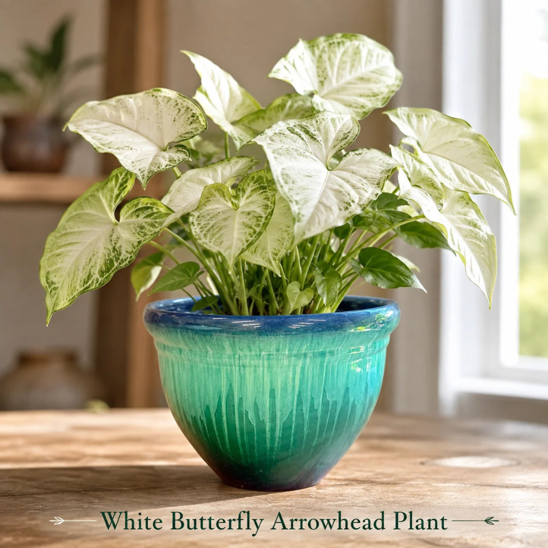 White Butterfly Arrowhead Plant - Live Houseplant in Plastic Pot