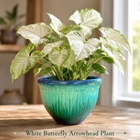 White Butterfly Arrowhead Plant - Live Houseplant in Plastic Pot