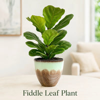 Fiddle Leaf Fig Tree - Live Indoor Ficus Lyrata Plastic Plant