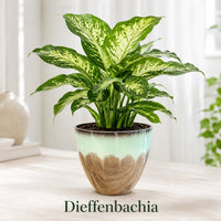 Dieffenbachia 'Dumb Cane' Plant - Live Indoor Houseplant in Plastic Pot