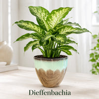 Dieffenbachia 'Dumb Cane' Plant - Live Indoor Houseplant in Plastic Pot