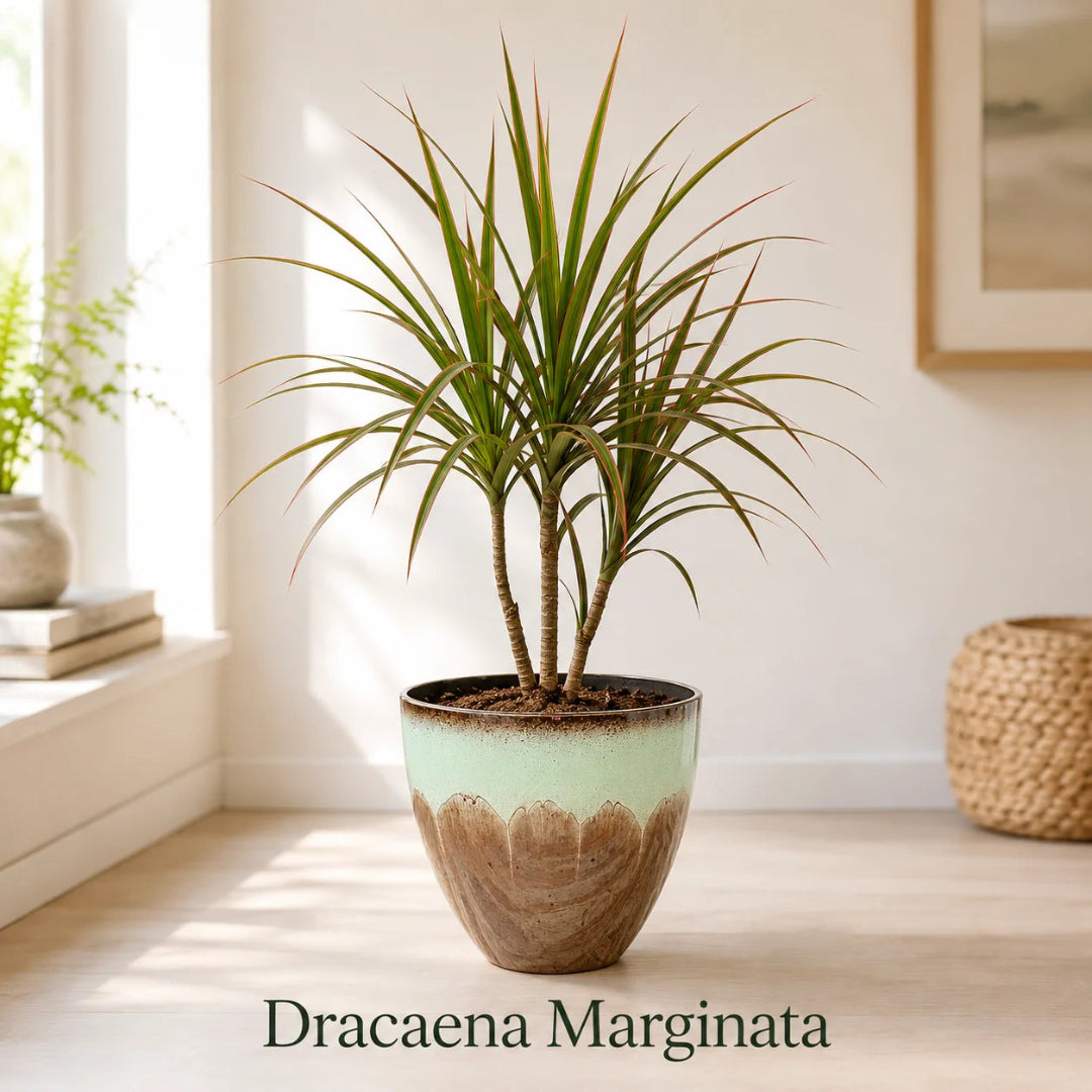 Dracaena Marginata Dragon Tree - Live Indoor Plastic Plant