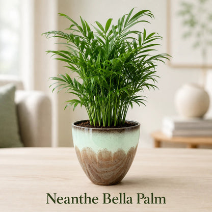 Neanthe Bella Palm Plant - Live Indoor Plant in Plastic Pot