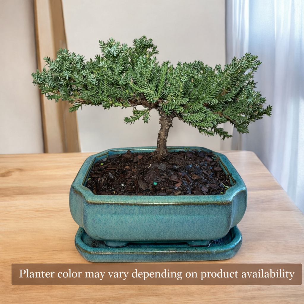 Juniper Bonsai Tree  – Live Cold-Hardy Bonsai in Ceramic Planter