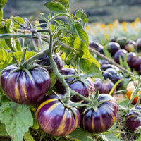 Tomato Plant 'Cherokee Purple'