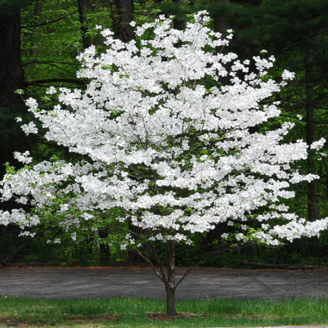 Cherokee Princess White Dogwood Tree