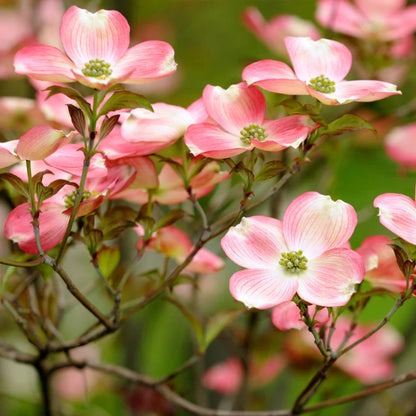Cherokee Brave Dogwood Tree