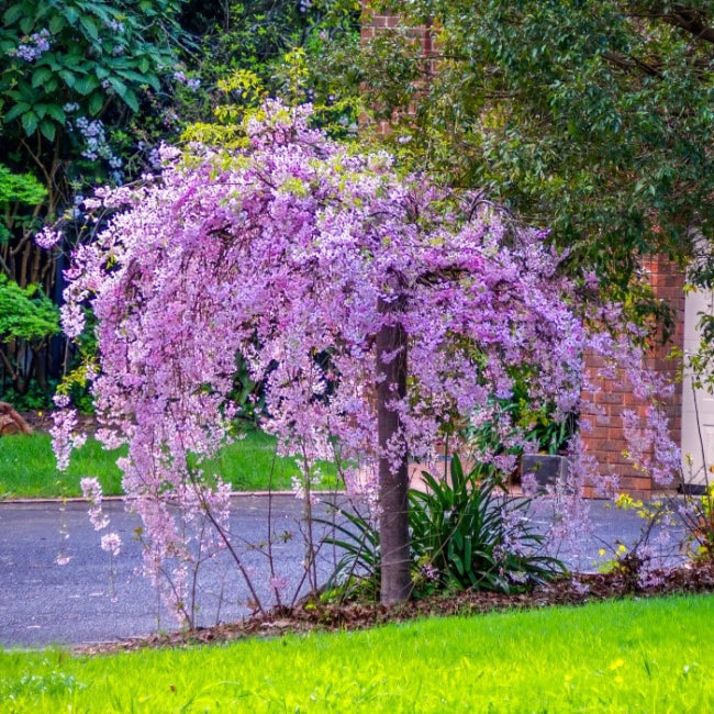 Pink weeping cherry tree Pendula in full spring bloom