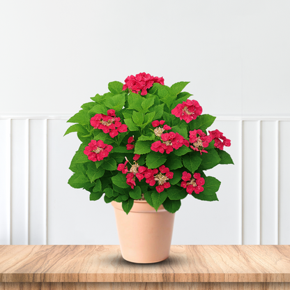 Cherry Explosion Hydrangea