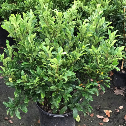 Buy Cherry Ruffles Cherry Laurel Plants & Trees Online | Pixies Gardens