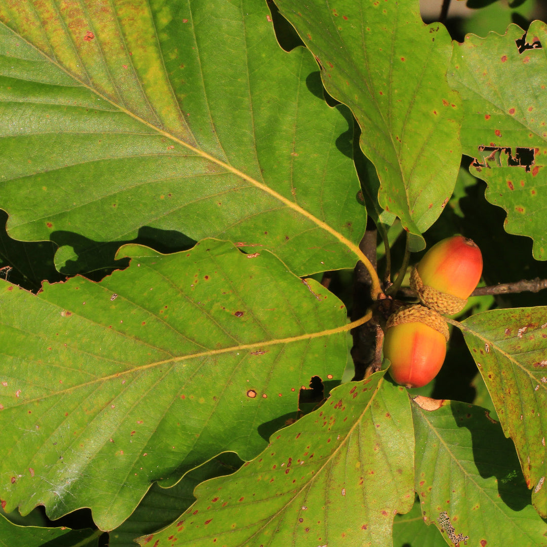 chestnut oak Tree ( Spring Pre-Order )
