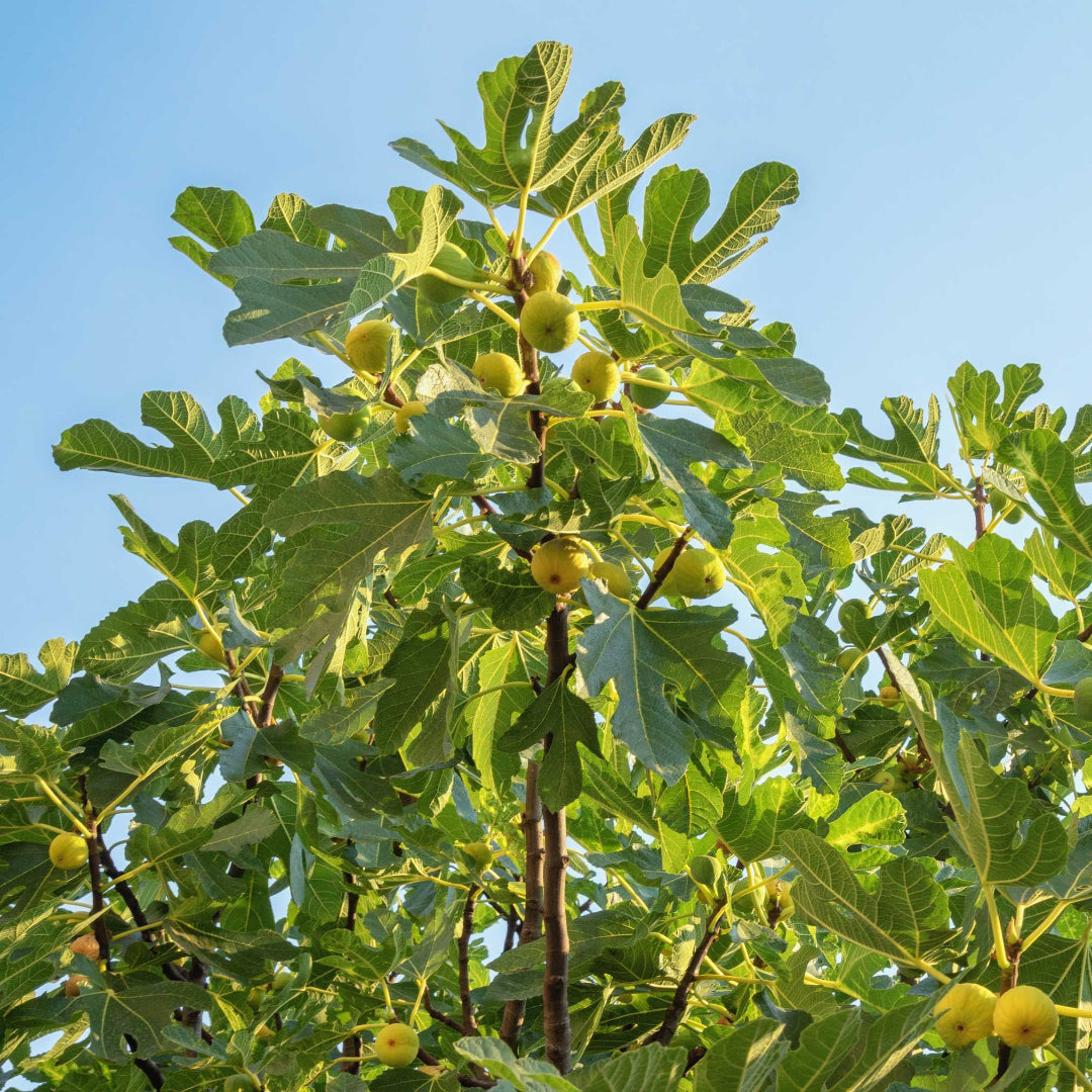Mature Chicago Hardy Fig Tree displaying broad green leaves