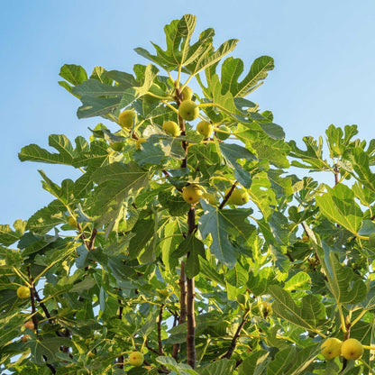 Mature Chicago Hardy Fig Tree displaying broad green leaves