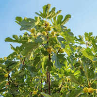 Chicago Hardy Fig sapling in a starter pot