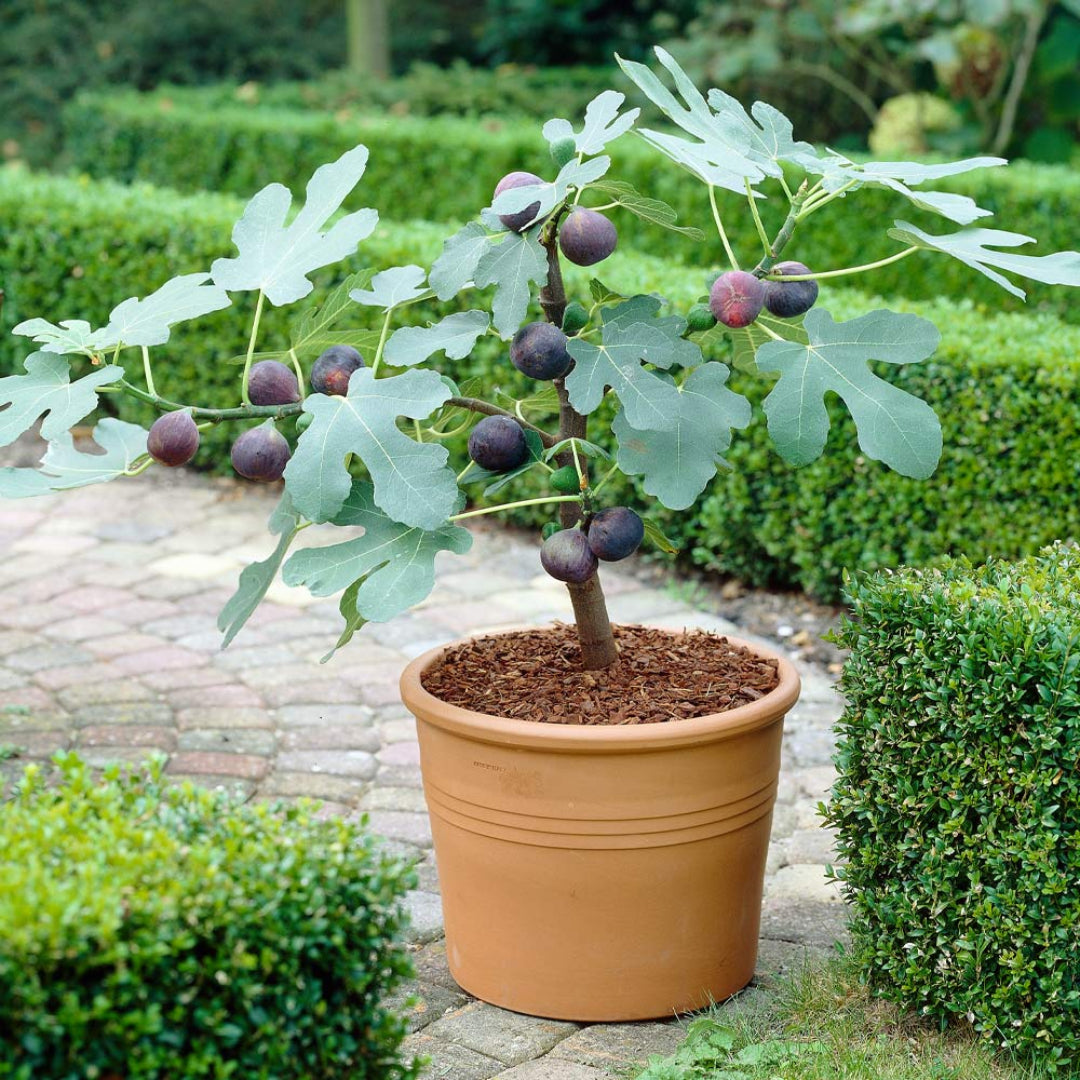Lousiana Purple Fig