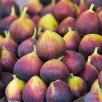 Chicago Hardy Fig sapling in a starter pot