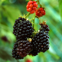 Blackberry Chickasaw