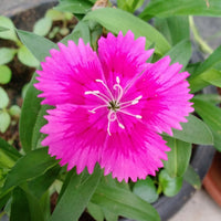 Dianthus Spp (Pink)