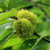 Two-pack Chinese Chestnut Tree plants ready for planting in home gardens