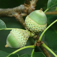 Chinkapin Oak