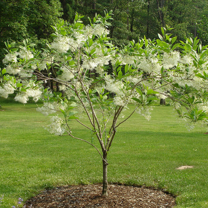 White Fringe Tree