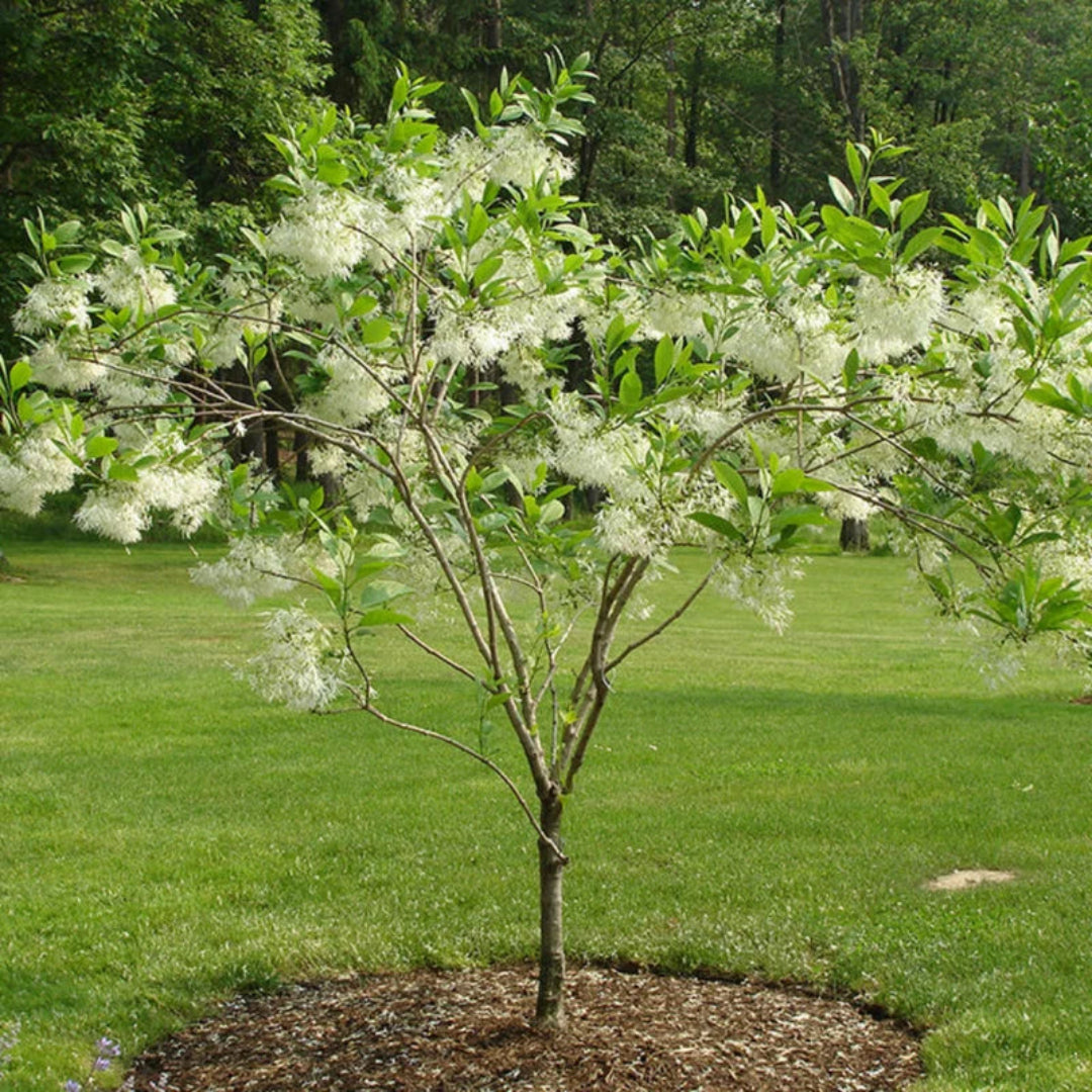 White Fringe Tree