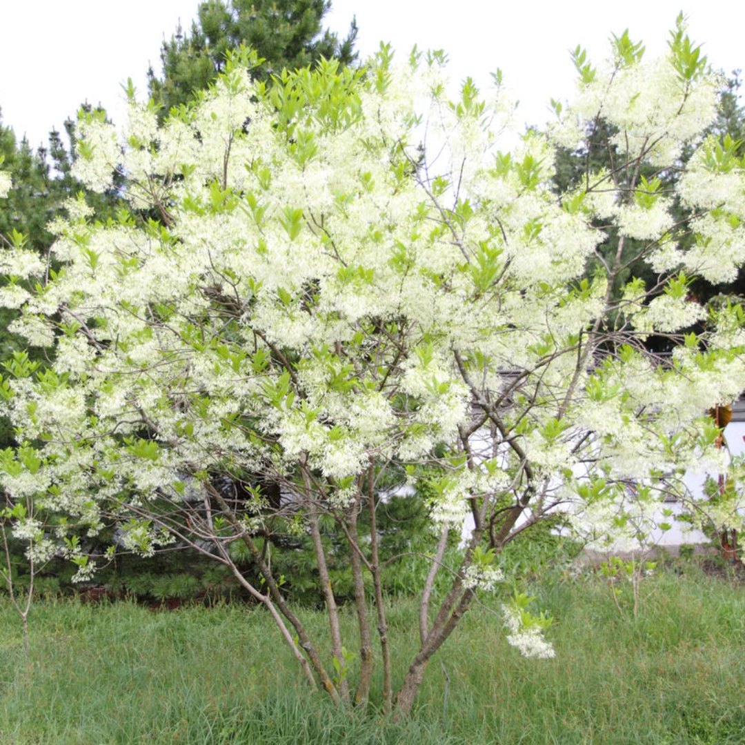 White Fringe Tree