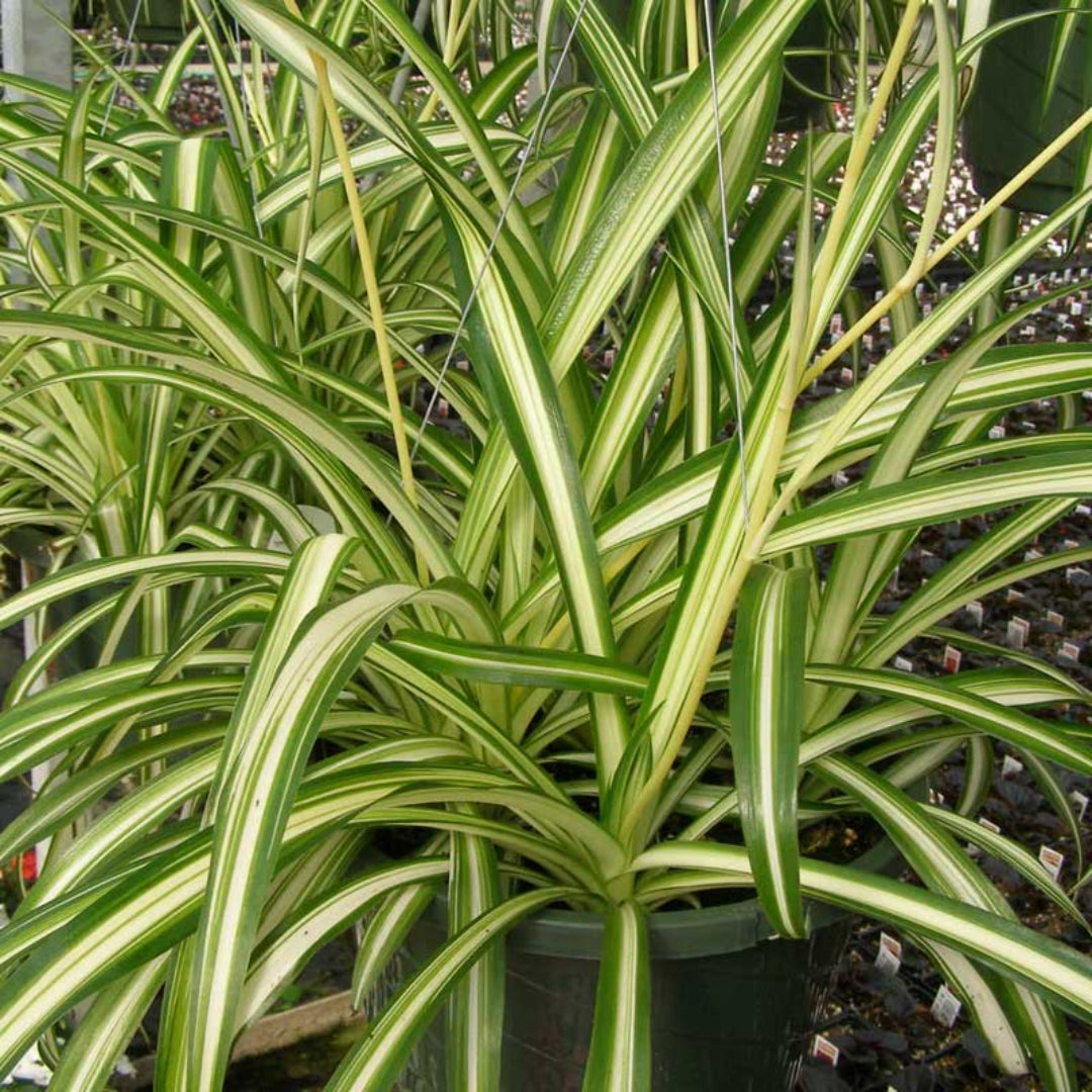 spider plant dark green Buy Spider Plant Plants & Trees Online