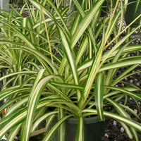 Spider Plant